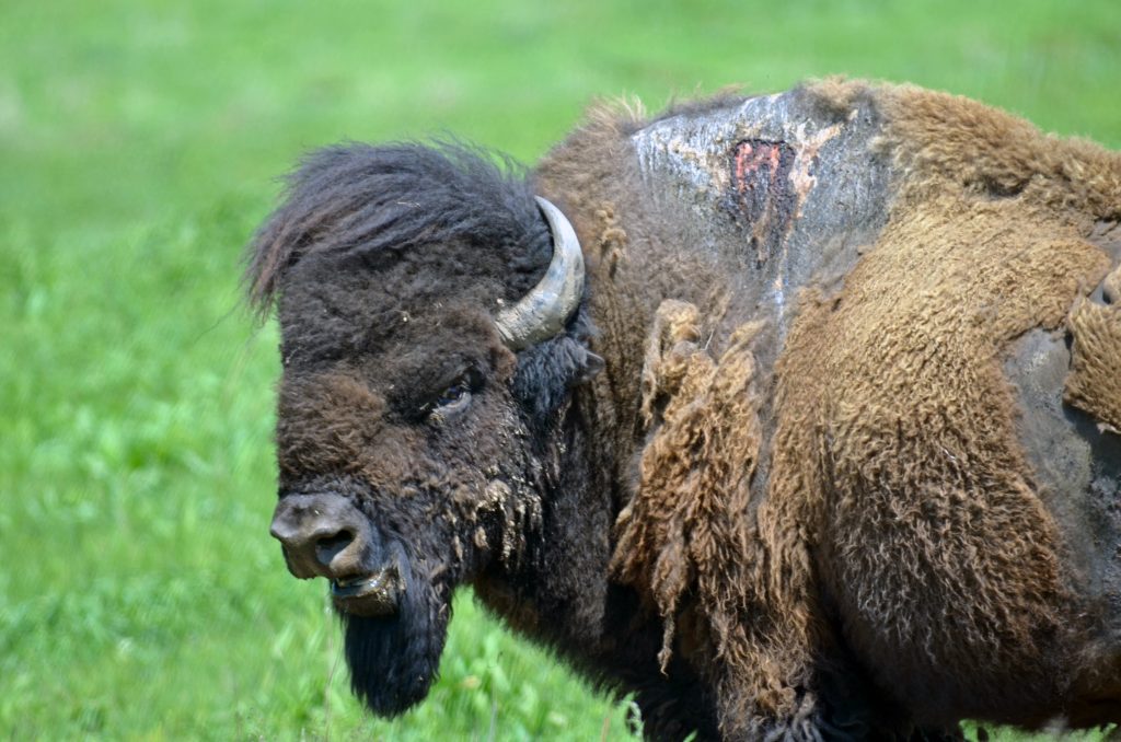 La définition de Tudesque Le dictionnaire des jolis mots